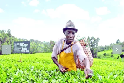 green leaf hawking tea