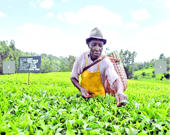 green leaf hawking tea
