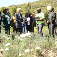 US Kenya pyrethrum