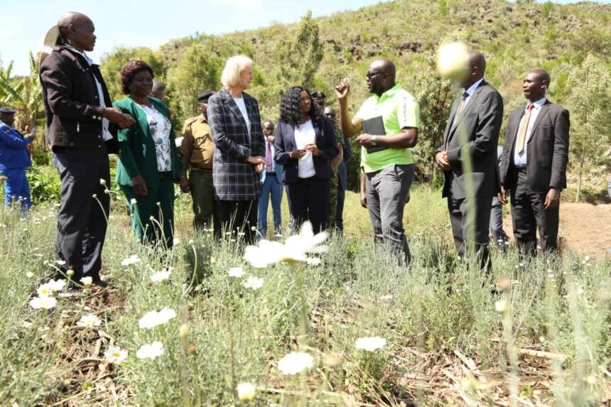 US Kenya pyrethrum