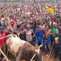 Fighter bull owned by Senator Khalwale kills caretaker