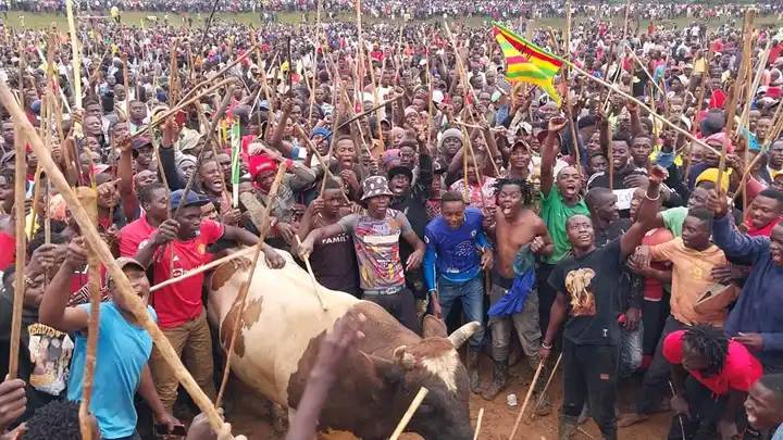 Fighter bull owned by Senator Khalwale kills caretaker
