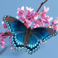 butterflies rainy season
