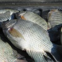 Fish from lake Nakuru unfit for human consumption