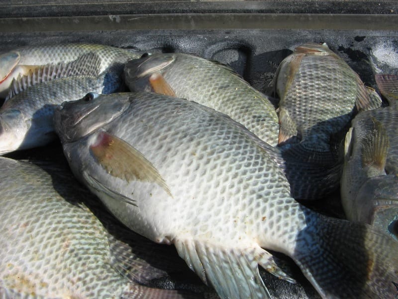 Fish from lake Nakuru unfit for human consumption