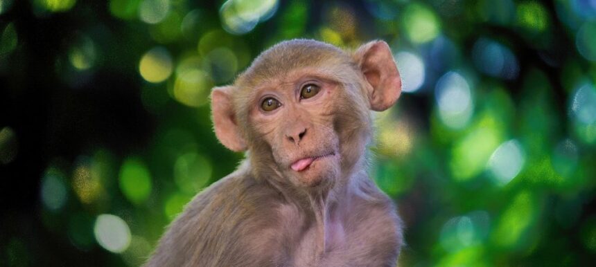 Chinese scientists announced that they have cloned the first healthy rhesus monkey