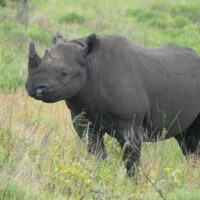 Kenya relocates black rhinos in conservation success