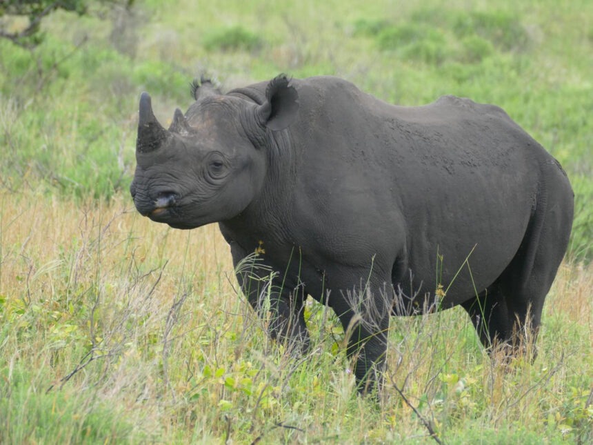 Kenya relocates black rhinos in conservation success