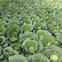 health benefits of eating cabbage