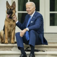 Joe Biden's dog