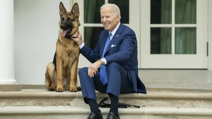 Joe Biden's dog