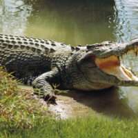 crocodile attack lake turkana