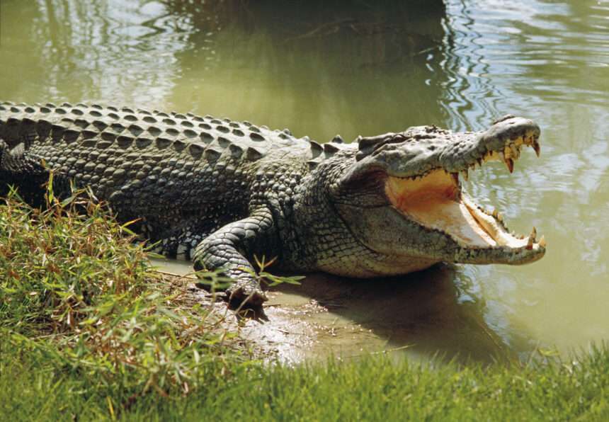 crocodile attack lake turkana